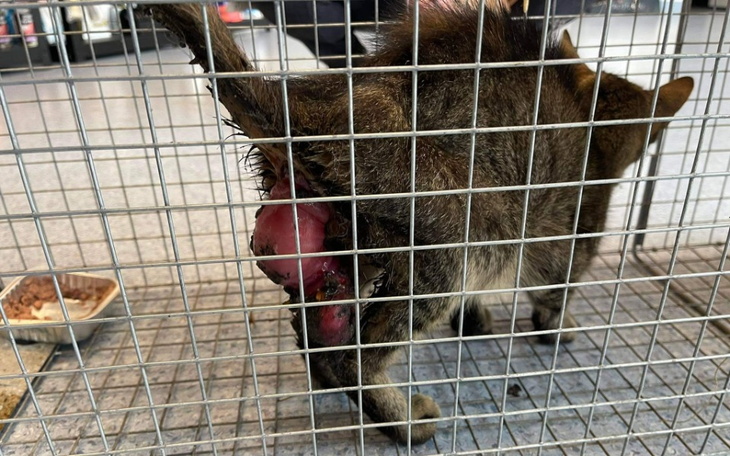 Zbiórka Ciche cierpienie i ogromny ból - zdjęcie główne