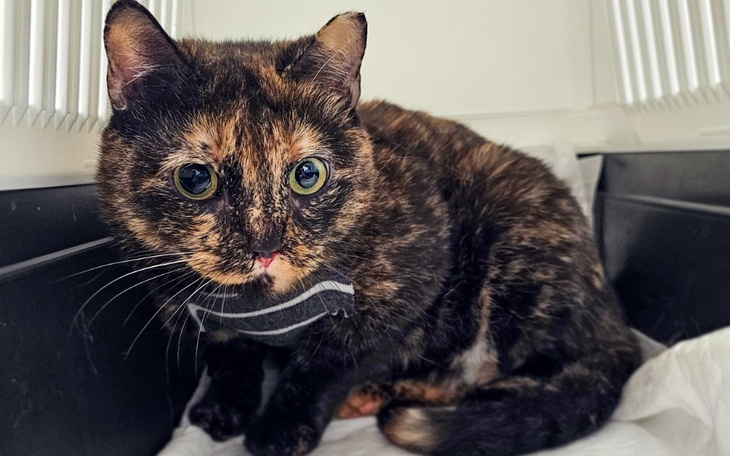 Zbiórka Nena. Operacja małżowin nosowych - zdjęcie główne