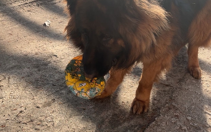 Pies trzymający w pysku kolorową piłkę na tle ziemi.