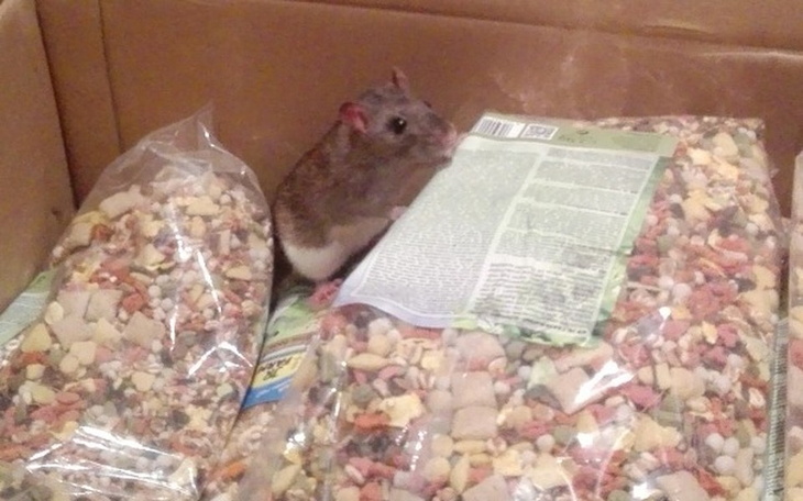 Zbiórka Karma dla szczurów z Poznania - zdjęcie główne