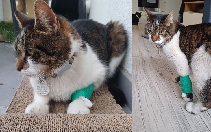 Zbiórka Na pilną operacje dla BOBUSIA - zdjęcie główne