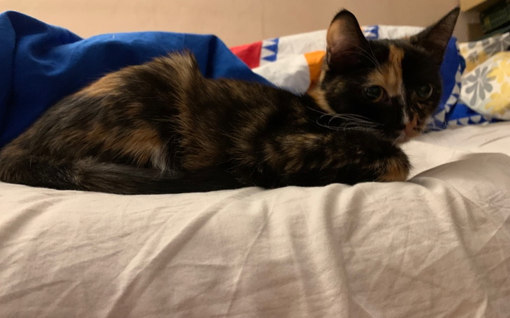 Zbiórka Pomoc chorej kotce. - zdjęcie główne