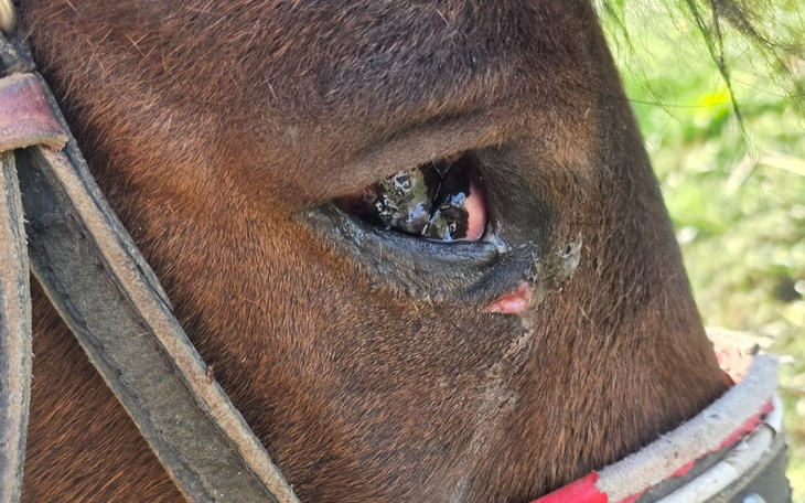Zbliżenie na oko konia z raną.