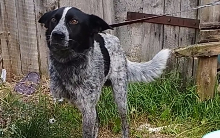 Pies rasy mieszanej stojący na trawie.