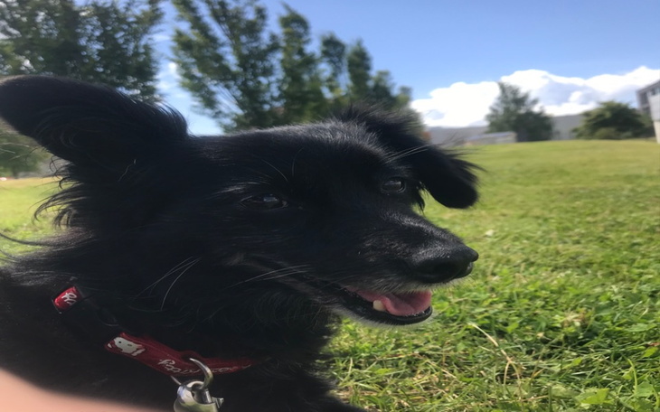 Zbiórka Leczenie Lunkii - zdjęcie główne