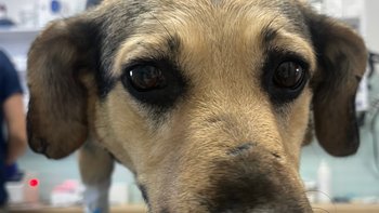 Zbiórka Medialna sunia - miniaturka zdjęcia