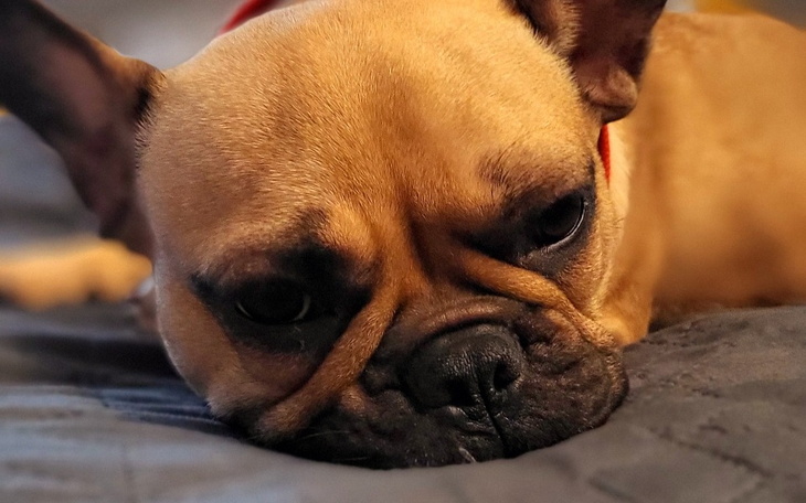 Zbiórka Lilu - porzucona buldożka - zdjęcie główne