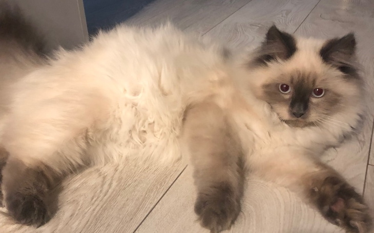 Zbiórka Walczymy o zdrowie kotka - zdjęcie główne