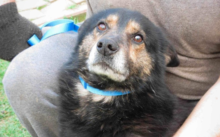 Zbiórka Na transport 6 psów Strzelce - zdjęcie główne