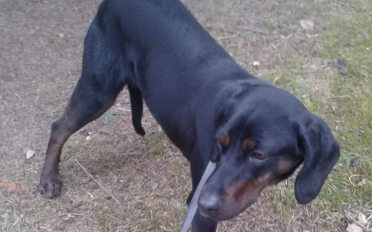 Zbiórka Hotelik plus weterynarz - zdjęcie główne