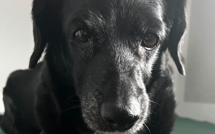 Czarny pies patrzący w obiektyw, z wyrazem smutku.