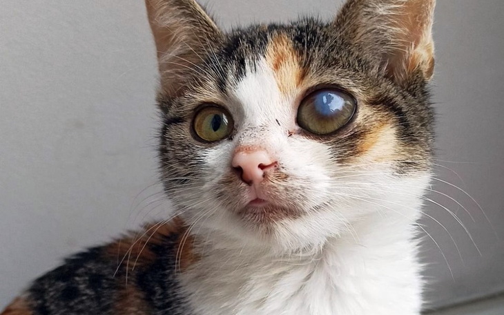 Zbiórka Mia walczy z FIP-em - zdjęcie główne