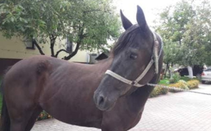 Zbiórka NOWE Życie dla Kasi Pilny wykup! - zdjęcie główne