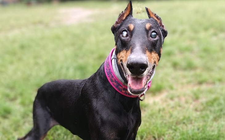 Szczęśliwy pies biegający po trawie, z uśmiechem na twarzy.