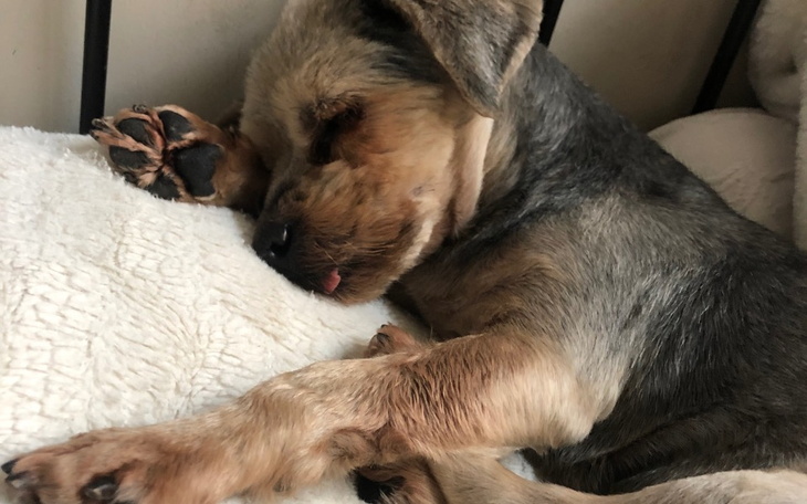 Słodki piesek śpiący na poduszce, z językiem na wierzchu.