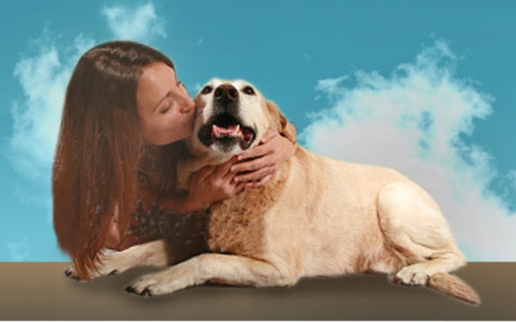 Zbiórka Fundacj Azylu pod Psim Aniołem - zdjęcie główne