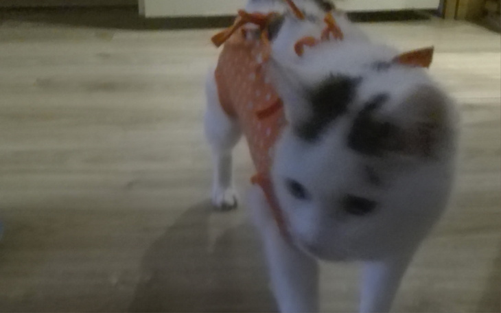 Zbiórka Jedzenie dla polskich kotów - zdjęcie główne