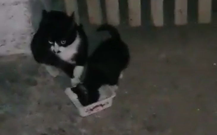 Zbiórka Pomóżmy Piskim Kociakom - zdjęcie główne