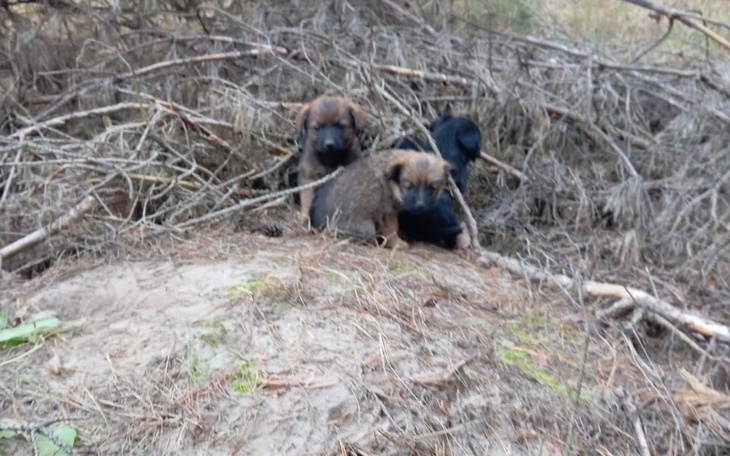 Szczenięta schowane w zaroślach, wyglądające na zagubione.