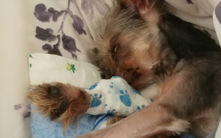 Zbiórka Na operację Kubusia - zdjęcie główne