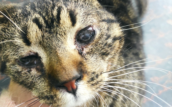 Zbiórka Proszą o pomoc - zdjęcie główne