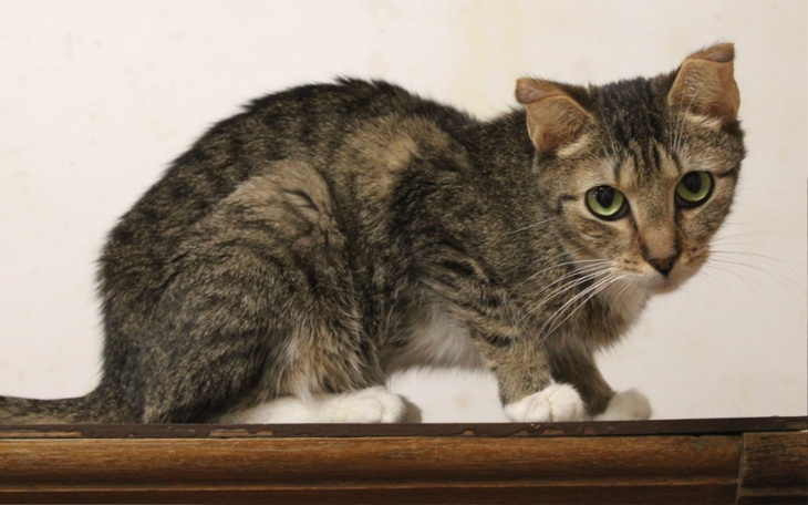 Kot siedzący na stole, z wyrazem ciekawości.