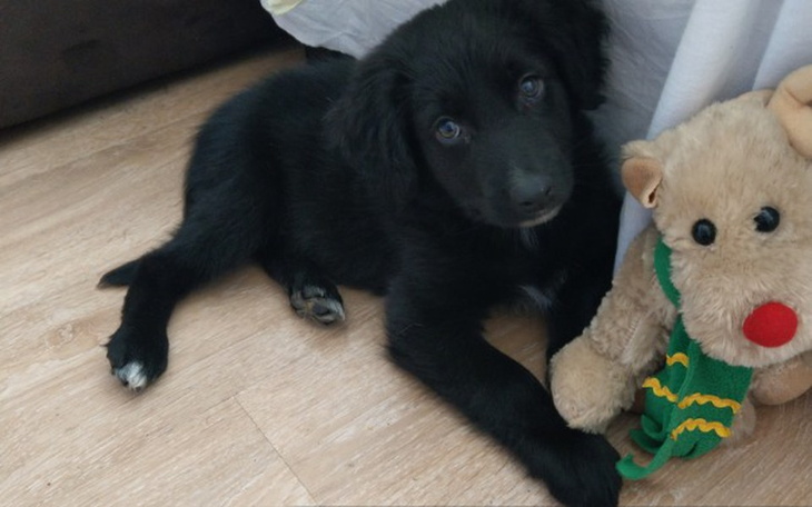 Zbiórka Zbiórka dla Burka. - zdjęcie główne