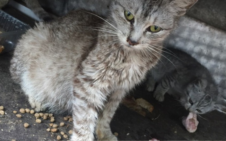 Zbiórka Jedzenie dla kotków Proszę pomoz - zdjęcie główne