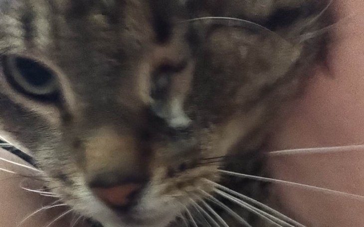 Zbiórka Pomoc dla Olafa - zdjęcie główne