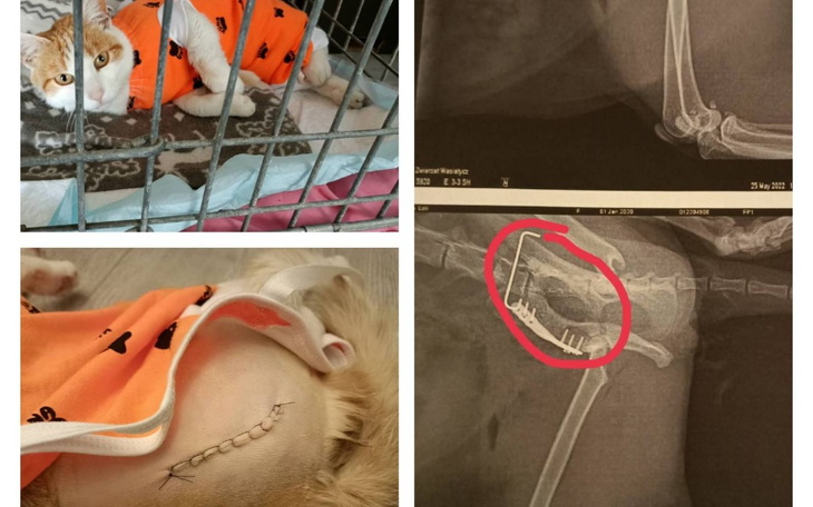 Zbiórka Operacja miednicy Loli - zdjęcie główne