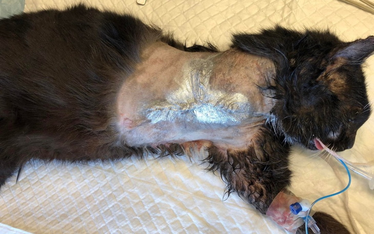 Zbiórka Człowiek zgotował KOTU piekło - zdjęcie główne