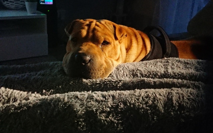 Zbiórka Jorgi- Shar-pei - zdjęcie główne