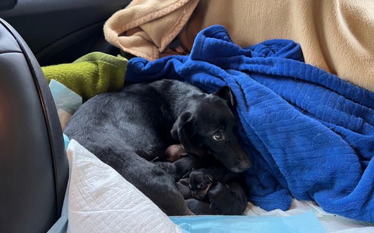 Zbiórka Suczka Funia i jej 8 szczeniaków - zdjęcie główne