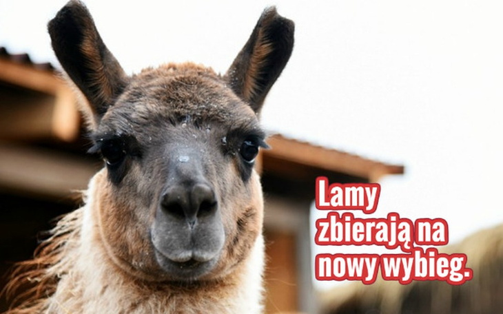 Zbiórka Lamy zbierają na chatę. - zdjęcie główne