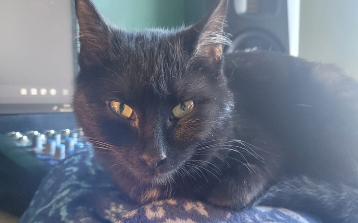 Czarny kot leżący na poduszce, z intensywnym spojrzeniem.