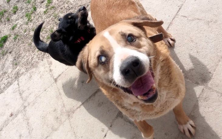 Zbiórka Podlaskie Bezdomniaki - zdjęcie główne