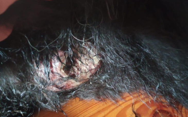 Zbiórka Nowotwór u Psa - zdjęcie główne