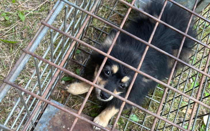 Zbiórka 8 uratowanych żyć - transport - zdjęcie główne