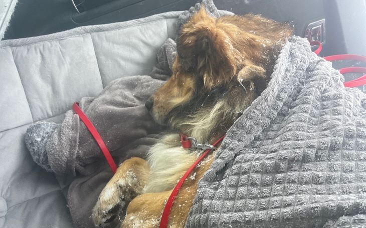 Śpiący pies owinięty w koc, odpoczywający w samochodzie.