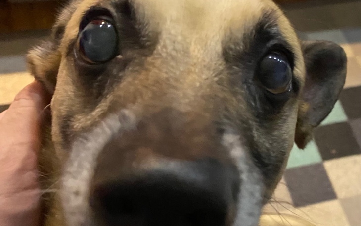 Zbiórka Operacja zaćmy u psa - zdjęcie główne