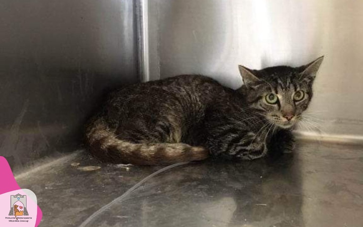 Kot schowany w kącie, wygląda na przestraszonego.