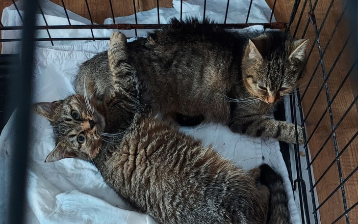 Zbiórka Znów chore maluchy - zdjęcie główne