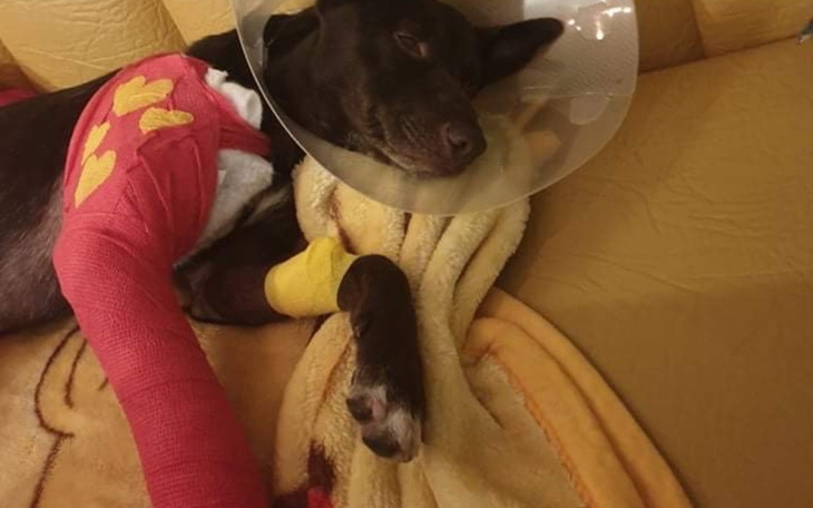 Zbiórka Operacja i rehabilitacja łapki - zdjęcie główne