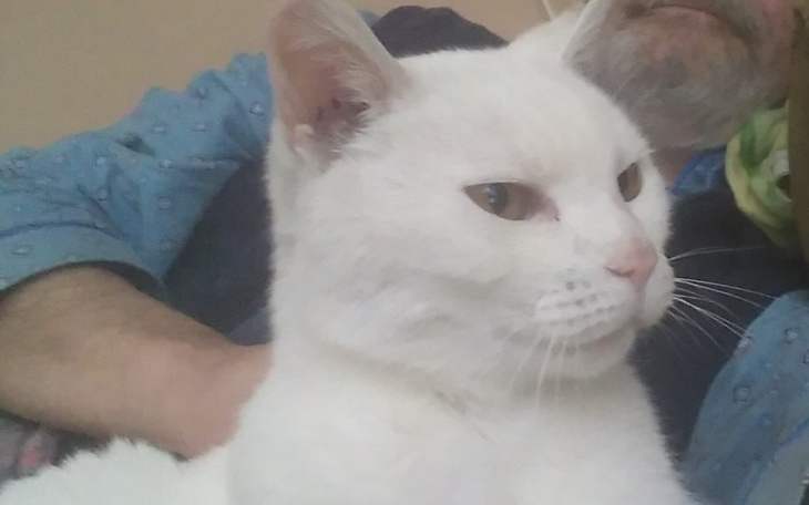 Zbiórka Kotka Filomena - leczenie - zdjęcie główne