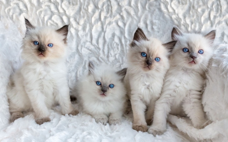 Zbiórka Na wymarzonego kotka - zdjęcie główne