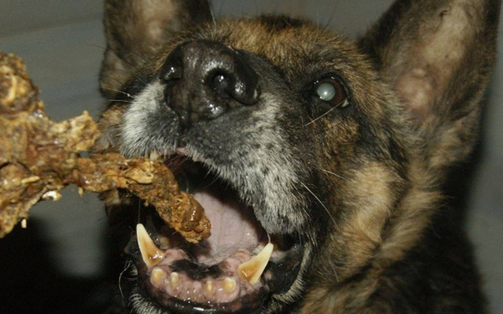 Zbiórka Nakarm Projektowe zwierzaki - zdjęcie główne