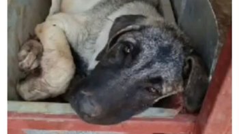 Zbiórka Transport psów Adalet do Polski - miniaturka zdjęcia