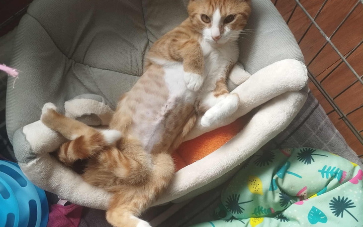 Kot leżący w wygodnym legowisku.