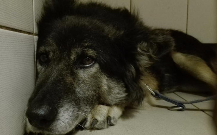 Pies leżący na podłodze, wygląda na smutnego.