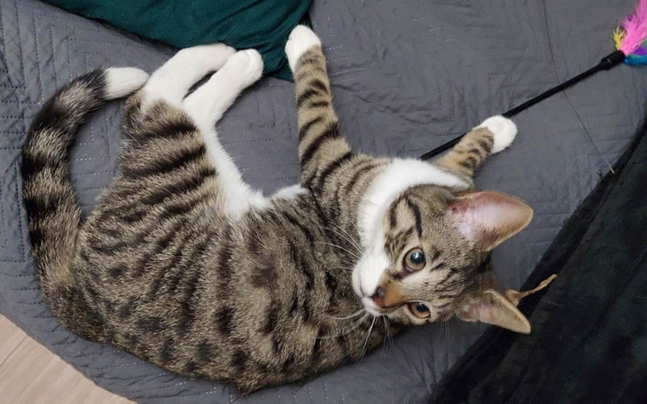 Zbiórka Dragon waleczne serce - zdjęcie główne